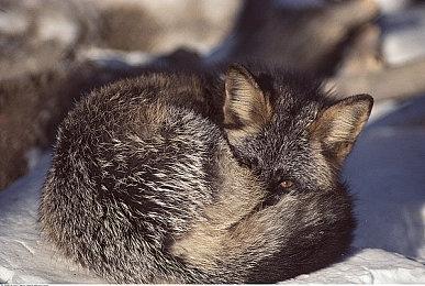 开发商Bloober：有机会的话可能会制作《灵媒》续集